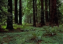 The Lush Trees of Muir Woods