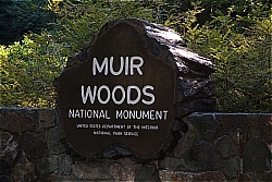 Muir Woods Near San Francisco