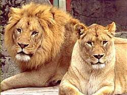 The San Francisco Zoo